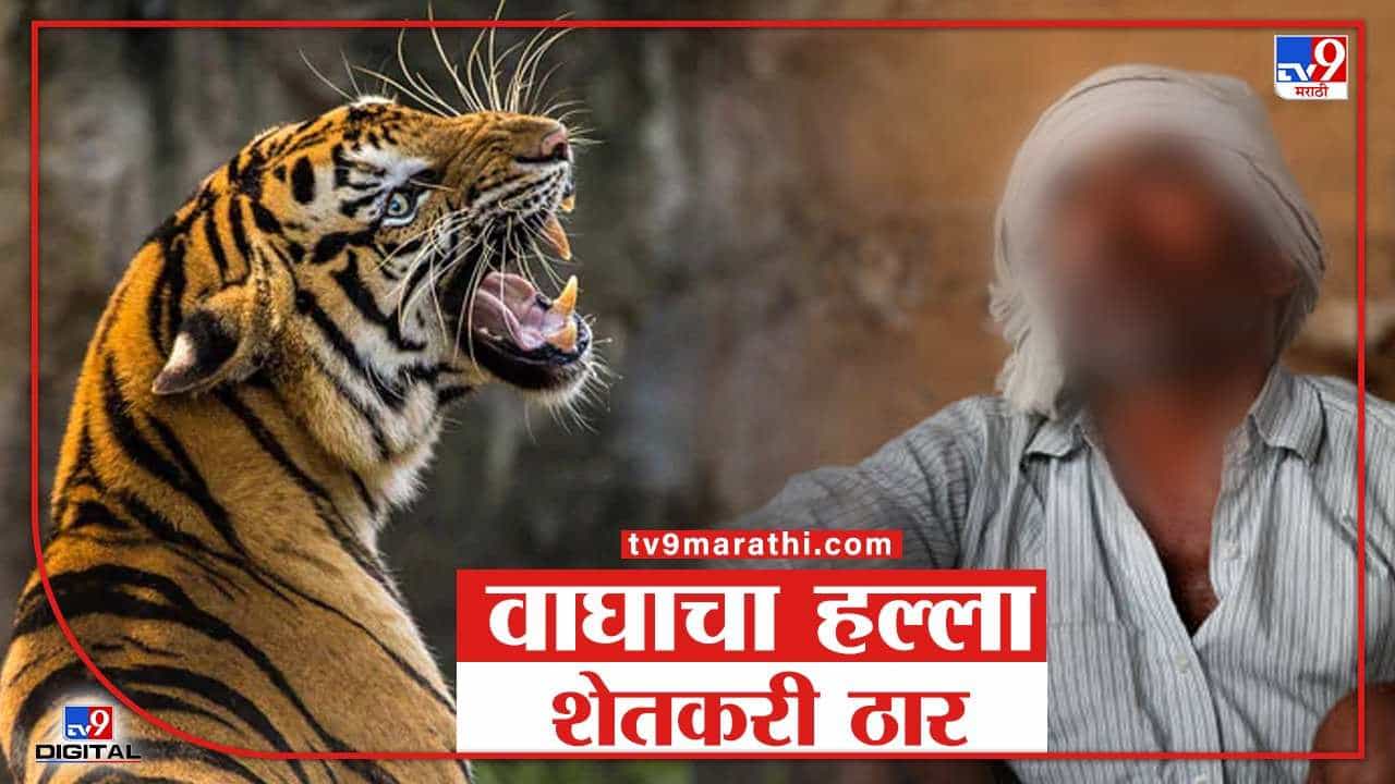 वर्ध्यात शेतात चारा कापत होता तरुण, वाघाने हल्ला करून फरफटत नेले... वाचवा, वाचवा ओरडण्याचा आवाज!
