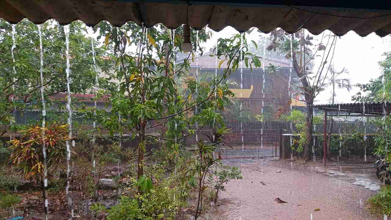 Untimely Rain: कोकणातही अवकाळीची अवकृपा, वादळी वाऱ्यामुळे आंबा गळती तर काजू बागांचे नुकसान