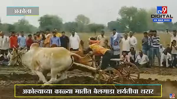 Akola Bullock Cart Race | Balapurच्या काळ्या मातीत रंगला बैलगाडा शर्यतीचा थरार