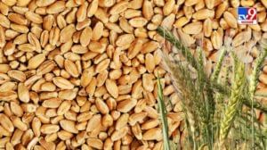 Wheat : गहू निर्यातबंदीचा असा 'हा' फायदा, व्यापारी संघटनांनी मांडले वास्तव