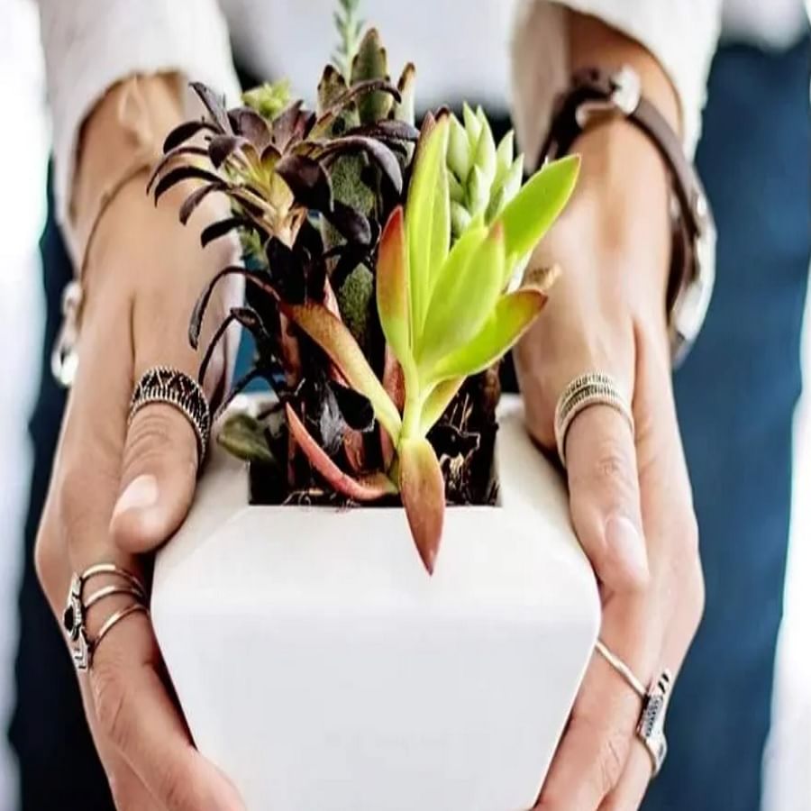 प्लांट पॉट - जर एखाद्याला झाडांची काळजी घेणे आवडत असेल आणि त्याला वनस्पतींवर खूप प्रेम असेल तर त्याच्यासाठी वनस्पतीचे भांडे कोणते चांगले गिफ्ट असेल. आपण पाहुण्यांना वनस्पती भांडे देऊ शकता. हे त्यांना खरोखर प्रभावित करेल.