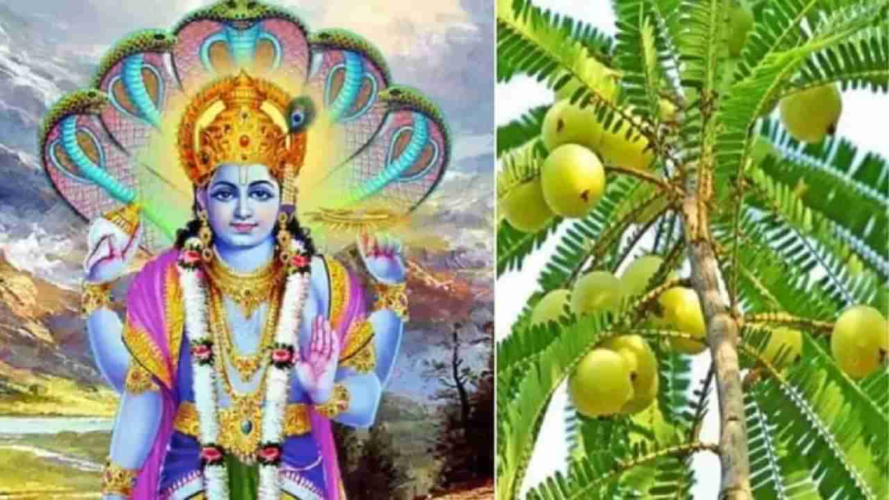 Amalaki Ekadashi 2022 | अमलकी एकादशीच्या दिवशी आवळ्याच्या झाडाची पूजा का केली जाते तुम्हाला माहितय ? जाणून घ्या रंजक माहिती