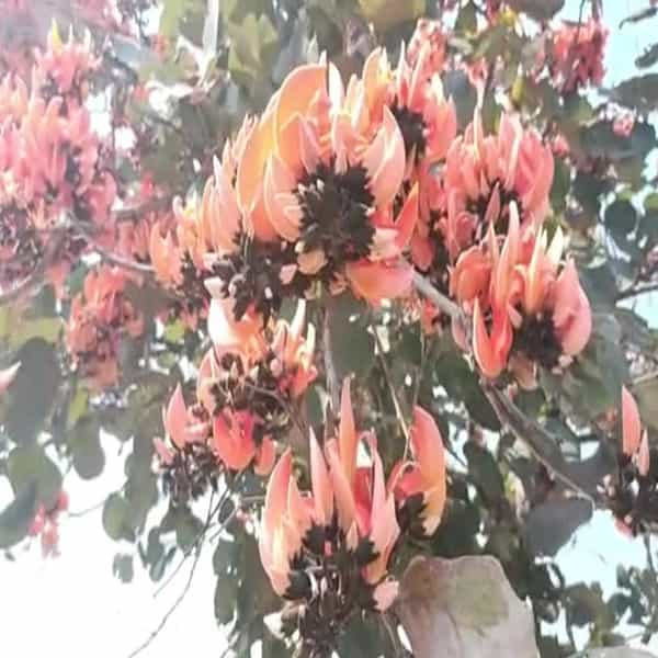 आयुर्वेदिक महत्व : पळसाचे झाड फुलांनी बहरल्यानंतर लालबुंद होऊन सर्वांचे लक्ष वेधून घेते. हे जेवढे दिसायला सुंदर तेवढेच औषधी गुणाकारीही आहे. या वनस्पतीच्या खोडाची साल, फुले, पाने ही औषध म्हणून वापरली जातात. ही एक औषधी वनस्पती असून याच्या उपचाराच्या जोडीला पथ्य पालन करावे लागते.