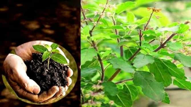 Lucky Plants For Home | तुमच्या घरात आहे का पैशाचं झाडं ? घरात ही पाच झाडं लावा, कधीही धन-धान्याची कमतरता भासणार नाही