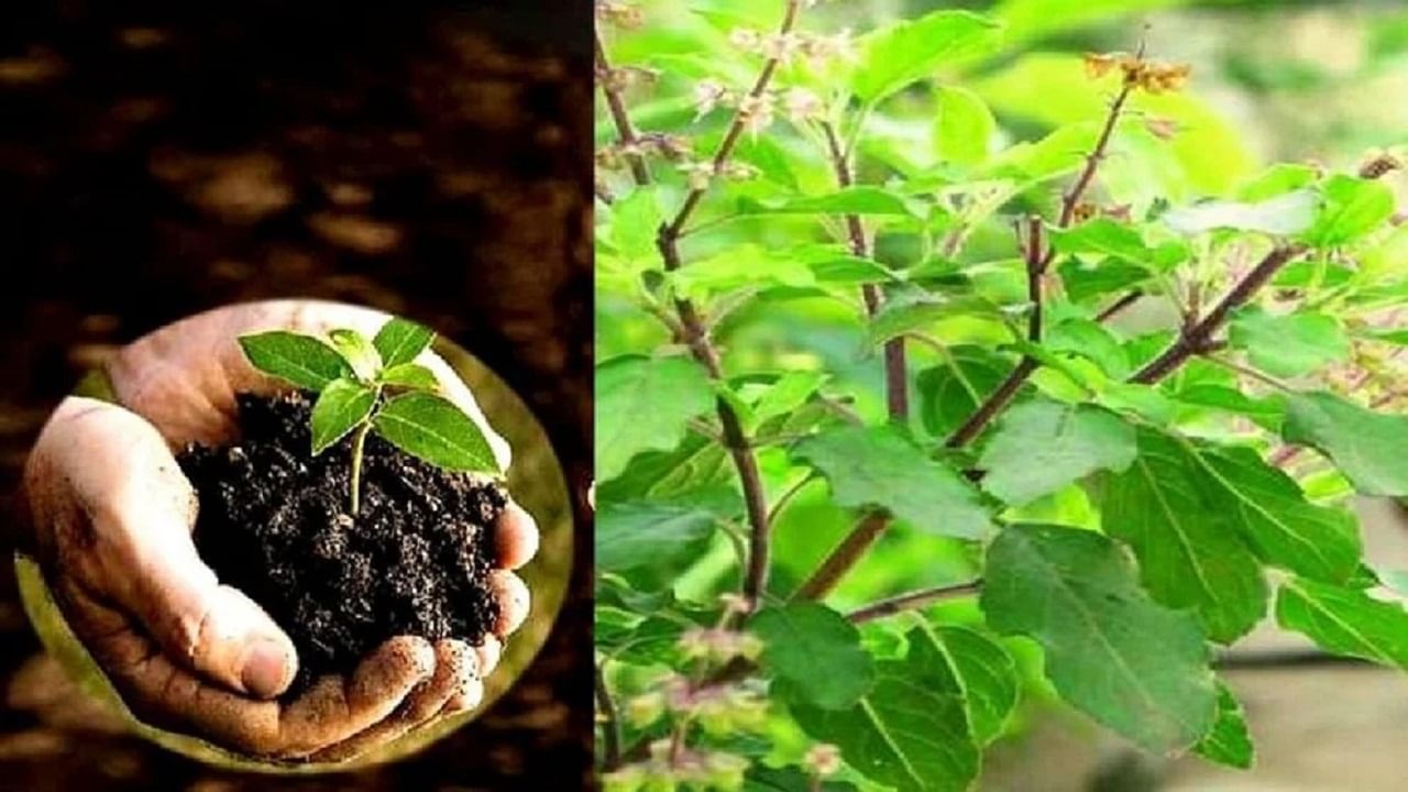 Lucky Plants For Home | तुमच्या घरात आहे का 'पैशाचं झाडं' ? घरात ही पाच झाडं लावा, कधीही धन-धान्याची कमतरता भासणार नाही