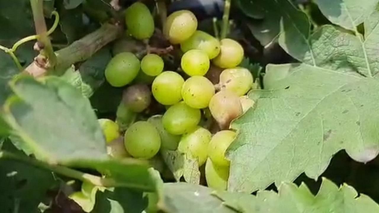 Vineyard : उत्तर महाराष्ट्रात नुकसान तरीही पश्चिम महाराष्ट्रातील शेतकऱ्यांचे धाडस, म्हणे उसापेक्षा द्राक्षाला गोडवा