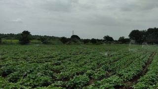 Nanded : अतिवृष्टीचा असा हा परिणाम, खरिपात नुकसान तर रब्बी हंगामात कायापालट