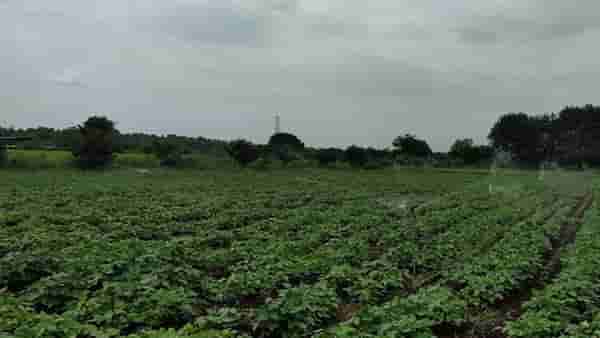 उत्तर महाराष्ट्र, कोकणनंतर आता नंबर कुणाचा? ढगाळ वातावरणामुळे शेतकऱ्यांचा जीव टांगणीला