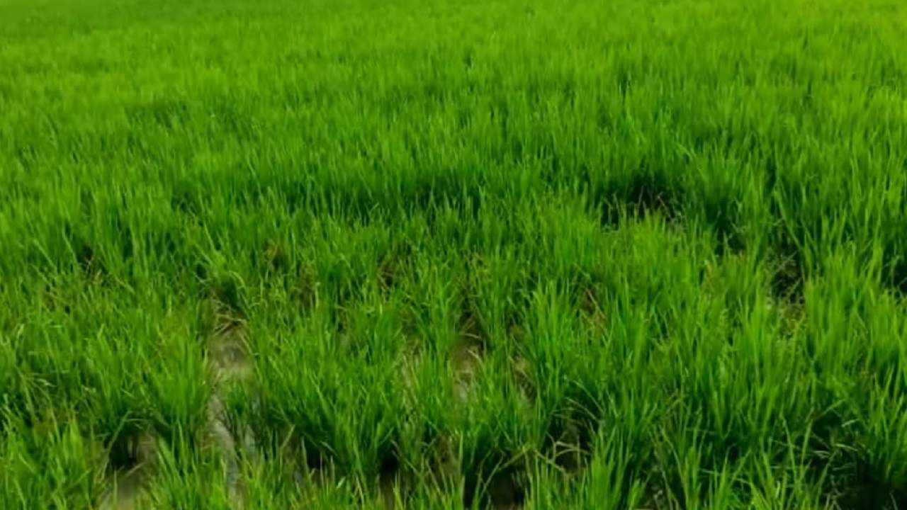Nanded : अतिवृष्टीचा असा हा परिणाम, खरिपात नुकसान तर रब्बी हंगामात कायापालट Nanded : अतिवृष्टीचा असा हा परिणाम, खरिपात नुकसान तर रब्बी हंगामात कायापालट