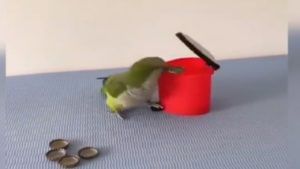 Viral Video | हुशार पोपटाची सोशल मीडियावर चर्चा, व्हिडीओ पाहून तुम्हीही व्हाल थक्क
