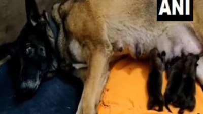 ITBP योद्धा ज्युली आणि ओक्सानाच्या या गोंडस पिल्लांना पाहिलं का? Video होतोय Viral