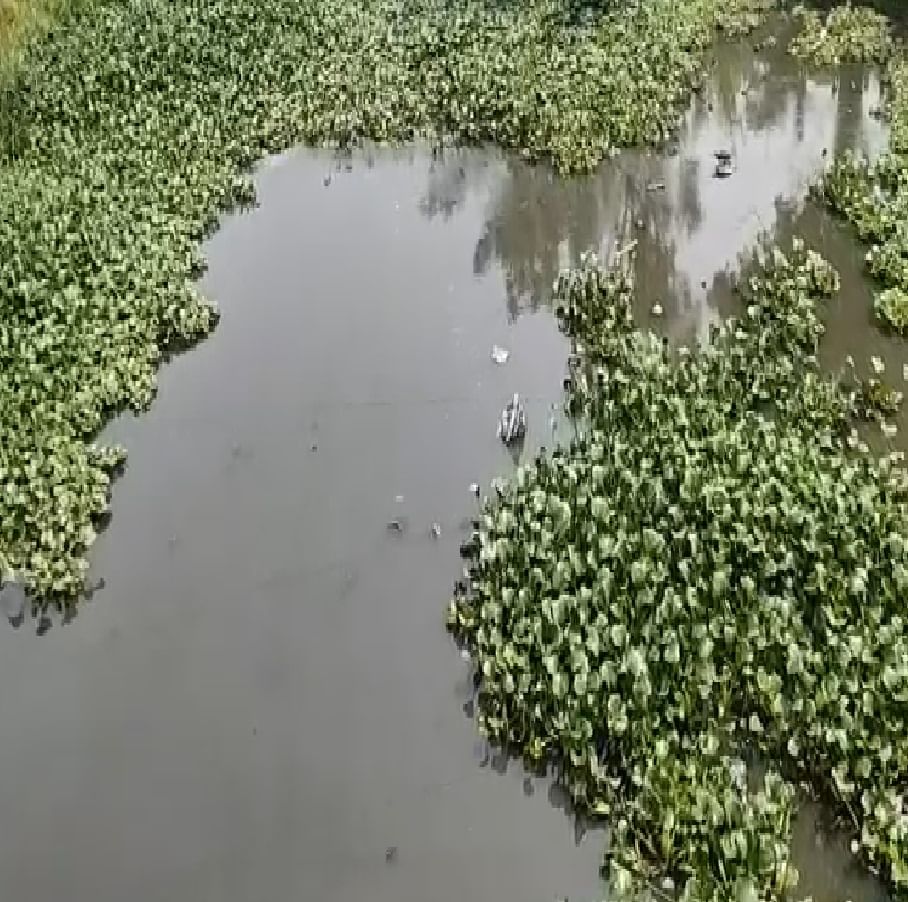 लोणवळ्यातील इंद्रायणी नदीला जलपर्णीचा हा असा विळखा पडलाय.