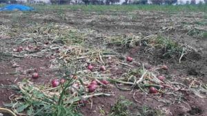 Nashik | अवकाळीग्रस्त शेतकऱ्यांना दिलासा; मिळाली 32 कोटी 29 लाखांची नुकसान भरपाई