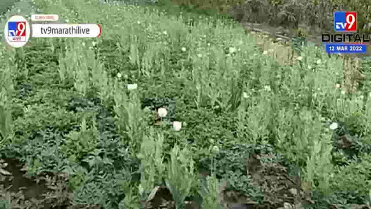 बार्शीमध्ये 3 शेतकऱ्यांनी केली अफूची लागवड बार्शीमध्ये 3 शेतकऱ्यांनी केली अफूची लागवड