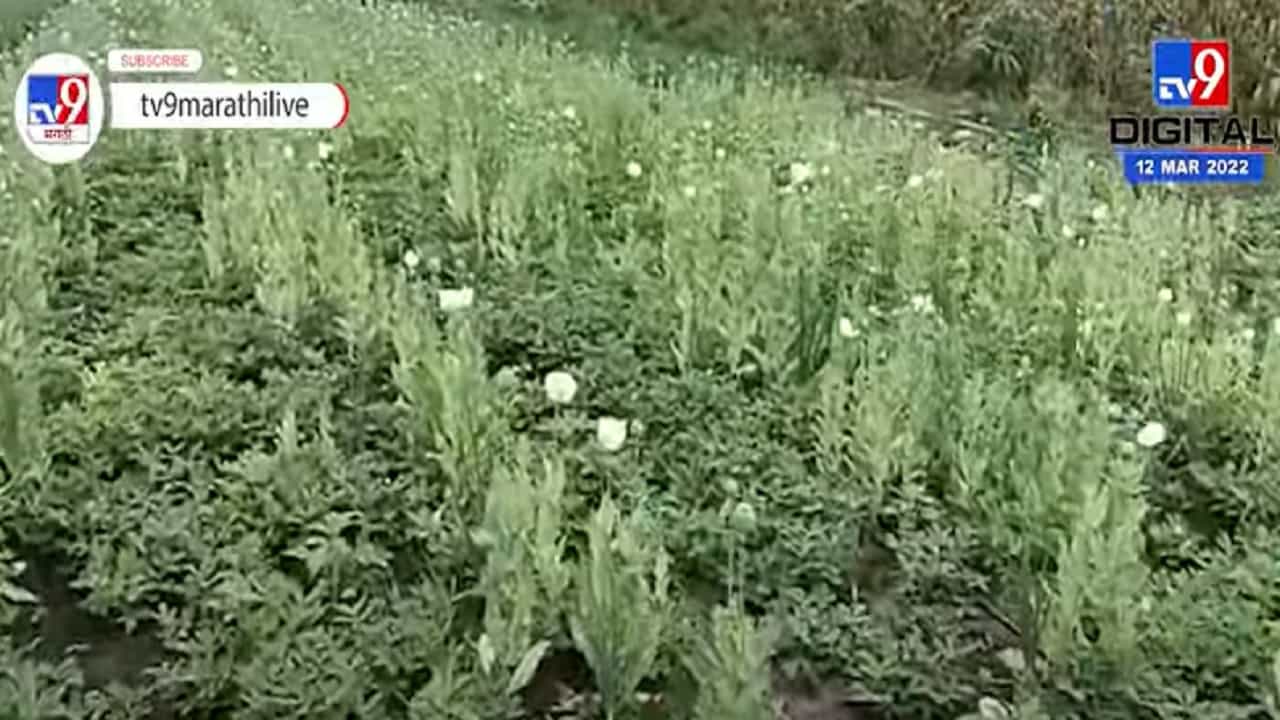 बार्शीमध्ये 3 शेतकऱ्यांनी केली अफूची लागवड बार्शीमध्ये 3 शेतकऱ्यांनी केली अफूची लागवड