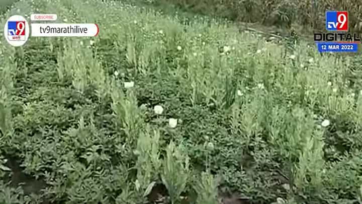 बार्शीमध्ये 3 शेतकऱ्यांनी केली अफूची लागवड बार्शीमध्ये 3 शेतकऱ्यांनी केली अफूची लागवड