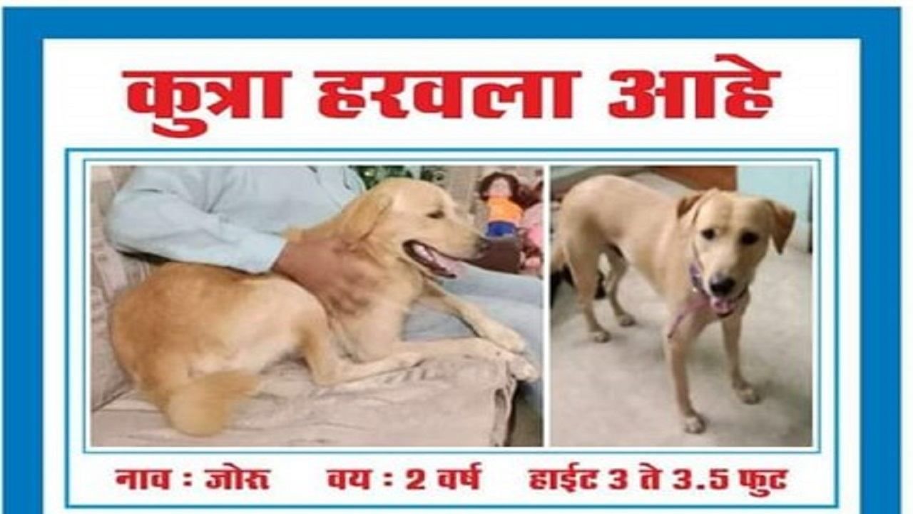 हरविलेला कुत्रा शोधा नि 50 हजार रुपये कमवा! एकीकडं श्वानप्रेम, तर दुसरीकडं तिरस्कार का?