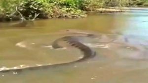 ...अन् जंगलाच्या दिशेनं निघून जातो महाकाय असा 'Anaconda'; Video viral