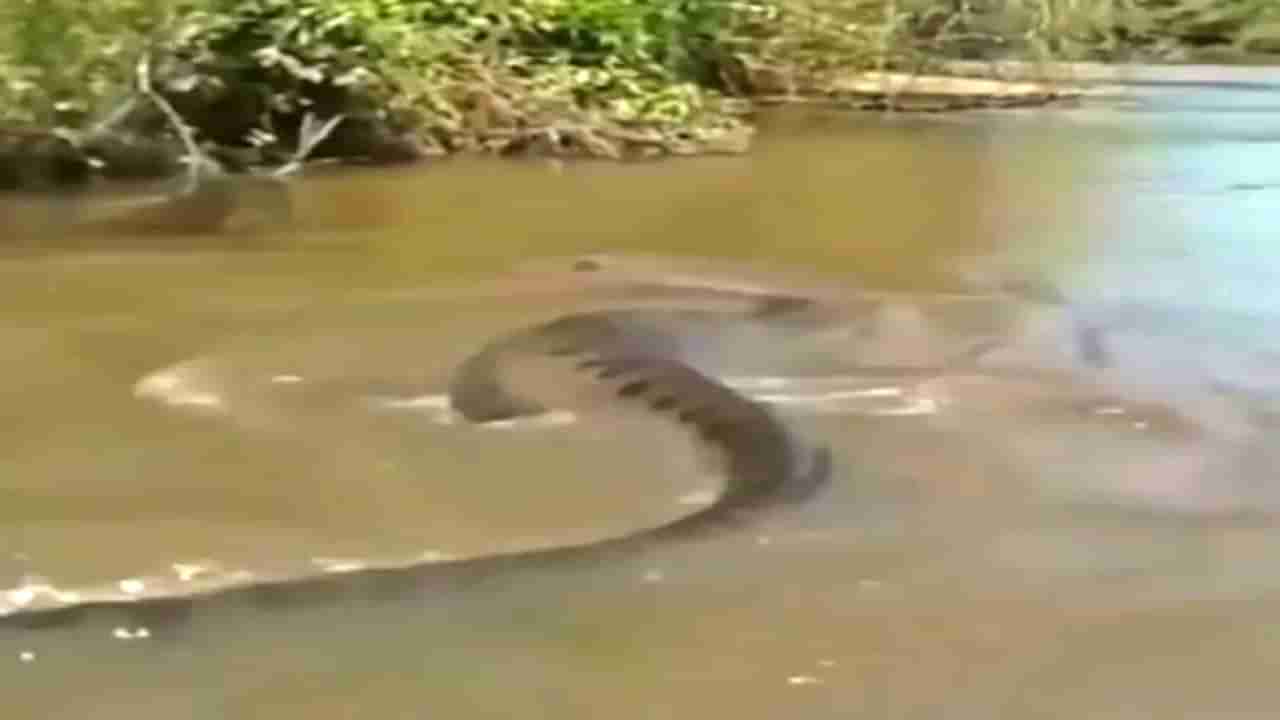...अन् जंगलाच्या दिशेनं निघून जातो महाकाय असा Anaconda; Video viral