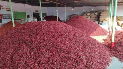 Red Chilly : पाच वर्षानंतर झोंबणार धर्माबादची लाल मिरची, हंगामाच्या सुरवातीलाच विक्रमी दर
