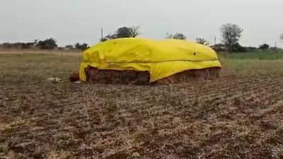 Rabi Season : वातावरण निवळले आता सुगी जोमात, मजूर टंचाईवर शेतकऱ्यांचा हा रामबाण उपाय..!