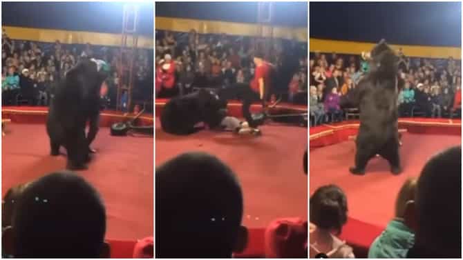 सैरभैर झालेल्या अस्वलानं केला हल्ला, Circusमधला हा धक्कादायक Viral video पाहा