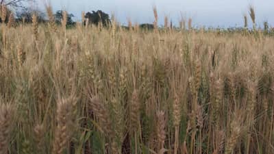 Rabi Season : हंगामाच्या अंतिम टप्प्यातील व्यवस्थापनाने वाढेल उत्पादन, काय आहे कृषितज्ञांचा सल्ला?