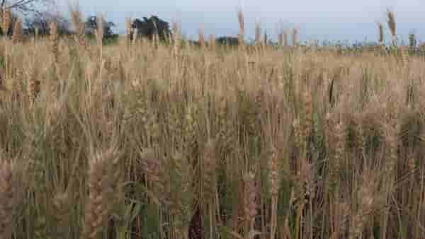 Rabi Season : हंगामाच्या अंतिम टप्प्यातील व्यवस्थापनाने वाढेल उत्पादन, काय आहे कृषितज्ञांचा सल्ला?