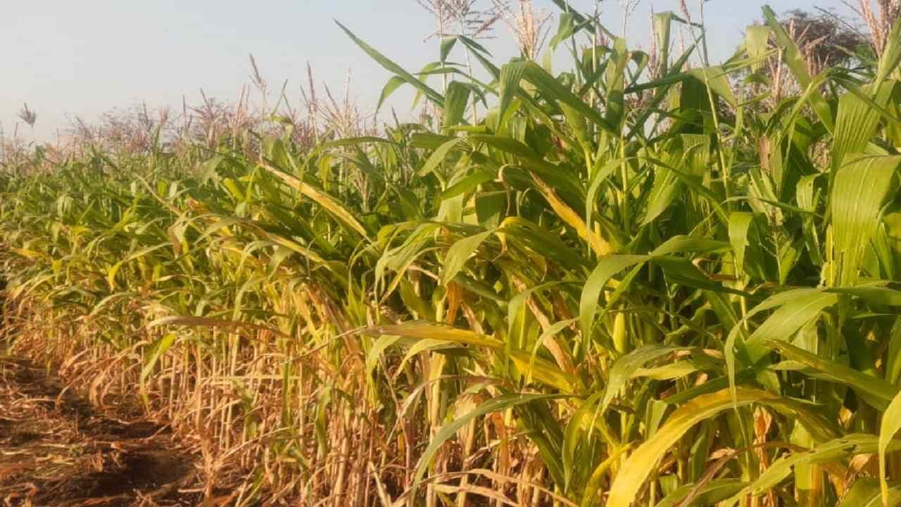 Rabi Season : उन्हाळी हंगामातील मका जोमात पण 'मर' रोगामुळे कोमात, काय आहे कृषितज्ञांचा सल्ला?