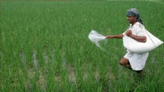 Kharif Season : यंदाच्या हंगामात घरच्या सोयाबीन बियाणांवरच भर, कृषी विभागाचा शेतकऱ्यांना सल्ला काय?