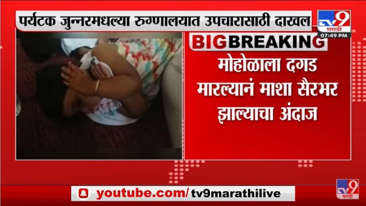 जुन्नरमधील शिवनेरी किल्ल्यावर 80 पर्यटकांना मधमाशांचा चावा