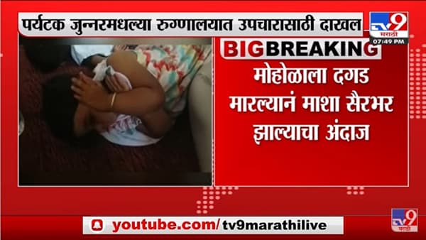 जुन्नरमधील शिवनेरी किल्ल्यावर 80 पर्यटकांना मधमाशांचा चावा