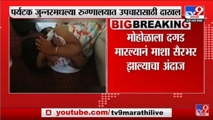 जुन्नरमधील शिवनेरी किल्ल्यावर 80 पर्यटकांना मधमाशांचा चावा जुन्नरमधील शिवनेरी किल्ल्यावर 80 पर्यटकांना मधमाशांचा चावा