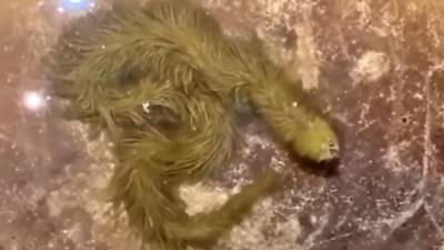 Video : कधीही पाहिला नसेल असा धोकादायक विषारी साप; सविस्तर जाणून घ्या, एका क्लिकवर...