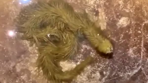 Video : कधीही पाहिला नसेल असा धोकादायक विषारी साप; सविस्तर जाणून घ्या, एका क्लिकवर...