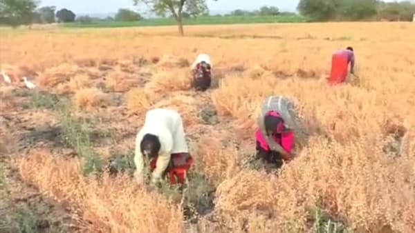 Rabi Season : लगबग पीक काढणीची, शेतकऱ्यांनी नेमकी काय काळजी घ्यावी? वाचा सविस्तर