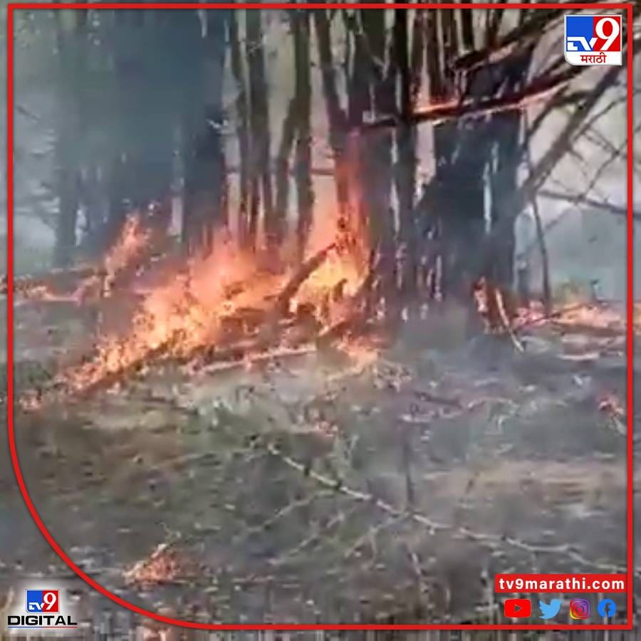 तेंदू संकलनाच्या तोंडावर जंगलात अज्ञात व्यक्तींनी आग लावली आहे.