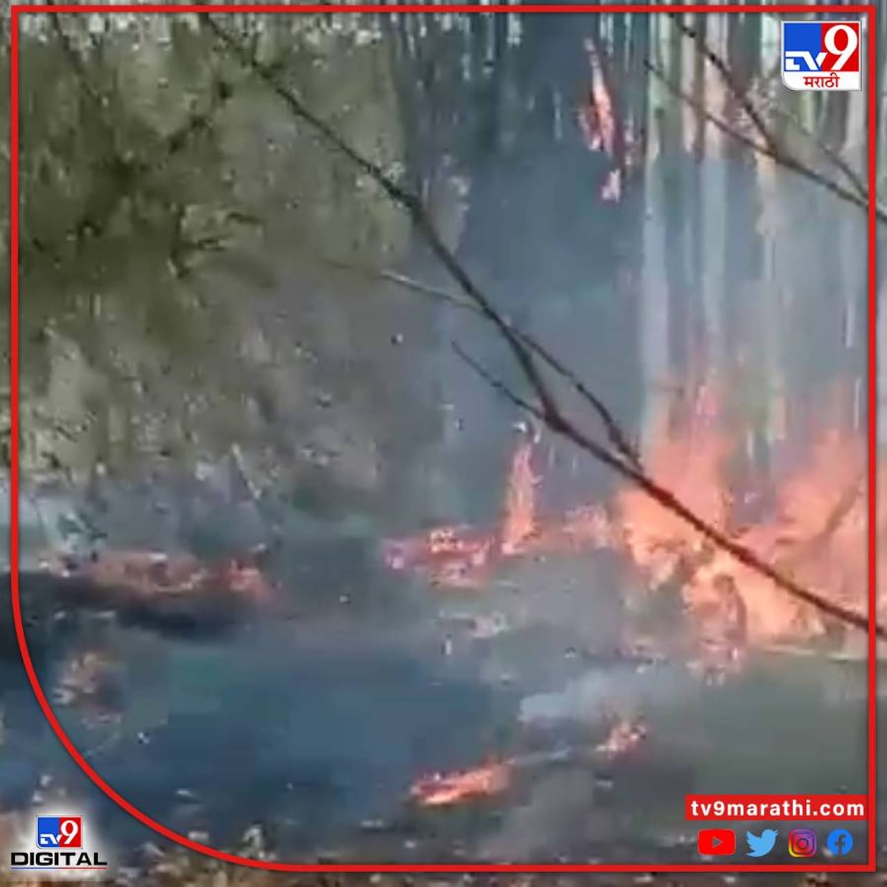 गडचिरोली जिल्ह्यातील आरक्षित जंगलाला अज्ञातांनी आग लावल्यानं मोठं नुकसान झालंय. 