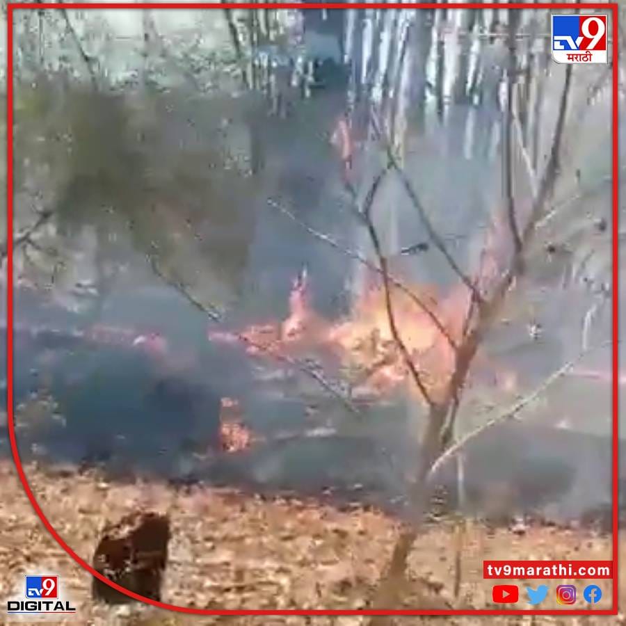 या भागात मोठ्या प्रमाणात तेंदू संकलन आदिवासी करीत असतात.