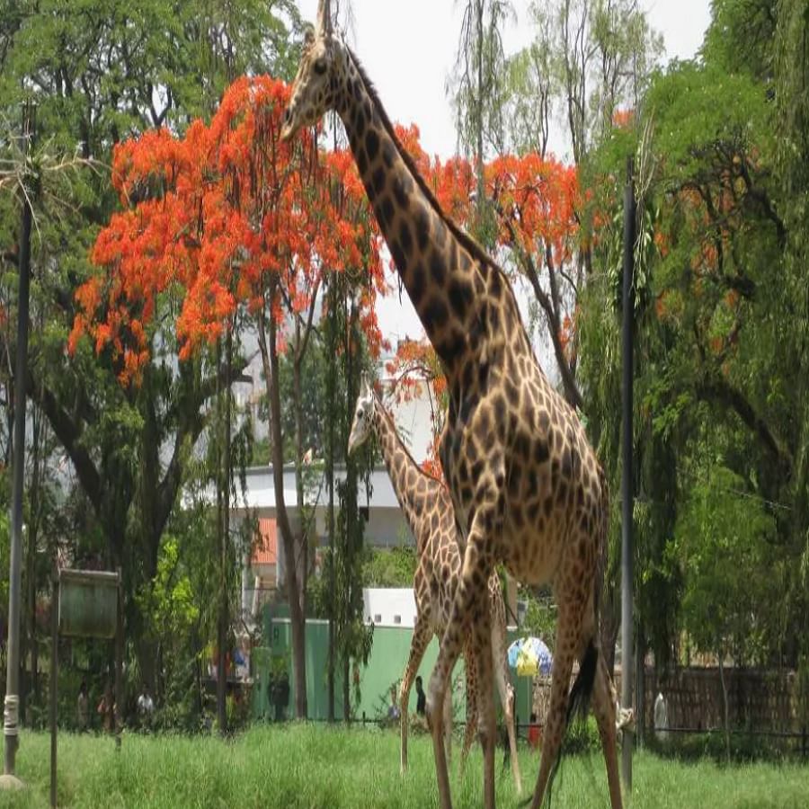 मैसूर प्राणीसंग्रहालय : कर्नाटकातील मैसूर येथे असलेले हे प्राणीसंग्रहालय जगातील सर्वात जुन्या प्राणीसंग्रहालयांपैकी एक मानले जाते. असे म्हटले जाते की ते 1892 मध्ये बांधले गेले होते. 