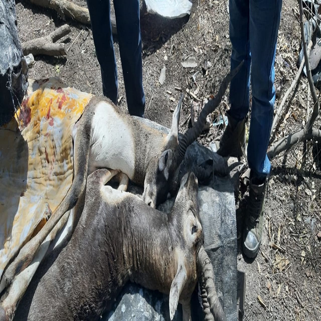 काळवीट अडकलेले पाहताच त्यांच्या मागावर असणाऱ्या भटक्या कुत्र्यांनी हल्ला केला. लचके तोडून या दोघांनाही संपवले.