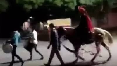 VIDEO : अजब लग्नाची गजब गोष्ट, वरात पाहून लोक म्हणतात हेच आहे आयुष्याचे सत्य!