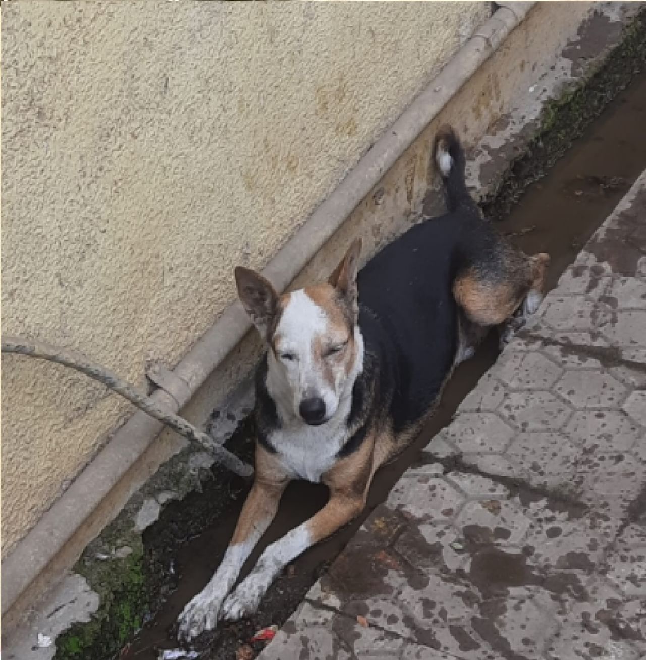 मुंबईत सोमवारी हवामान खात्याने सांताक्रूझमधील तब्बल  41°C नोंदवले गेले आहे. वाढत्या उष्णतेपासून बचाव करण्यासाठी माणसं त्यावर काही ना काही उपाय शोधून काढतात. मात्र मुक्या प्राण्यांना आहे त्या परिस्थितीमध्ये उपाय करावे लागतात. म्हणून आजच्या या उष्णतेपासून वाचण्यासाठी एका कुत्र्याने एका इमारतीजवळून जाणाऱ्या पाण्यात बसून शरीराला थंडावा देण्याचा प्रयत्न केला आहे. हा फोटो ट्विटरवर एका यूझर्सने शेअर केला आहे.