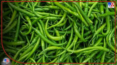मिरची आता खिशालाही झोंबणार! हिरव्या मिरचीचा भाव तिप्पट वाढला, किरकोळ बाजारात किती दर?