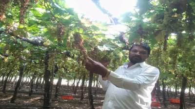 बोगस रासायनिक खतांमुळे द्राक्षांचे घड जळाले, माढा तालुक्यातील शेतकऱ्यांमध्ये घबराहट; कृषी खात्याची कारवाई