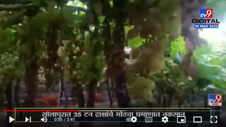 बोगस रासायनिक खतांमुळे द्राक्षाचे लाखोंचे नुकसान बोगस रासायनिक खतांमुळे द्राक्षाचे लाखोंचे नुकसान