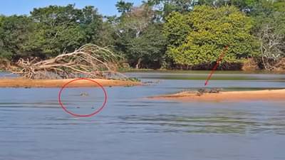 Video : मगरही होते कुणाचीतरी शिकार! पाहा या दोन प्राण्यांमधला जीवन-मरणाचा सामना