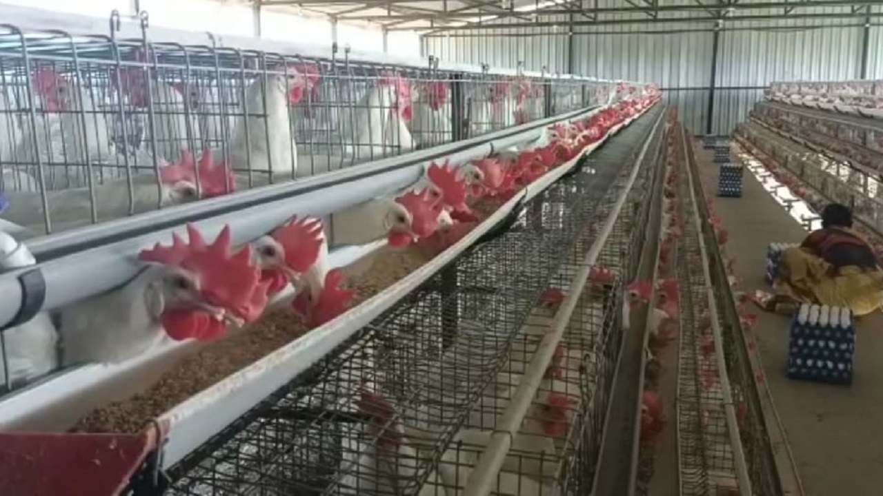 Poultry Business : कुक्कुटपालन व्यवसायाला पुन्हा घरघर, सरकारचा हस्तक्षेपानंतरच मिळणार नवसंजीवनी..!