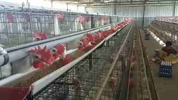 Poultry Business : कुक्कुटपालन व्यवसायाला पुन्हा घरघर, सरकारचा हस्तक्षेपानंतरच मिळणार नवसंजीवनी..!