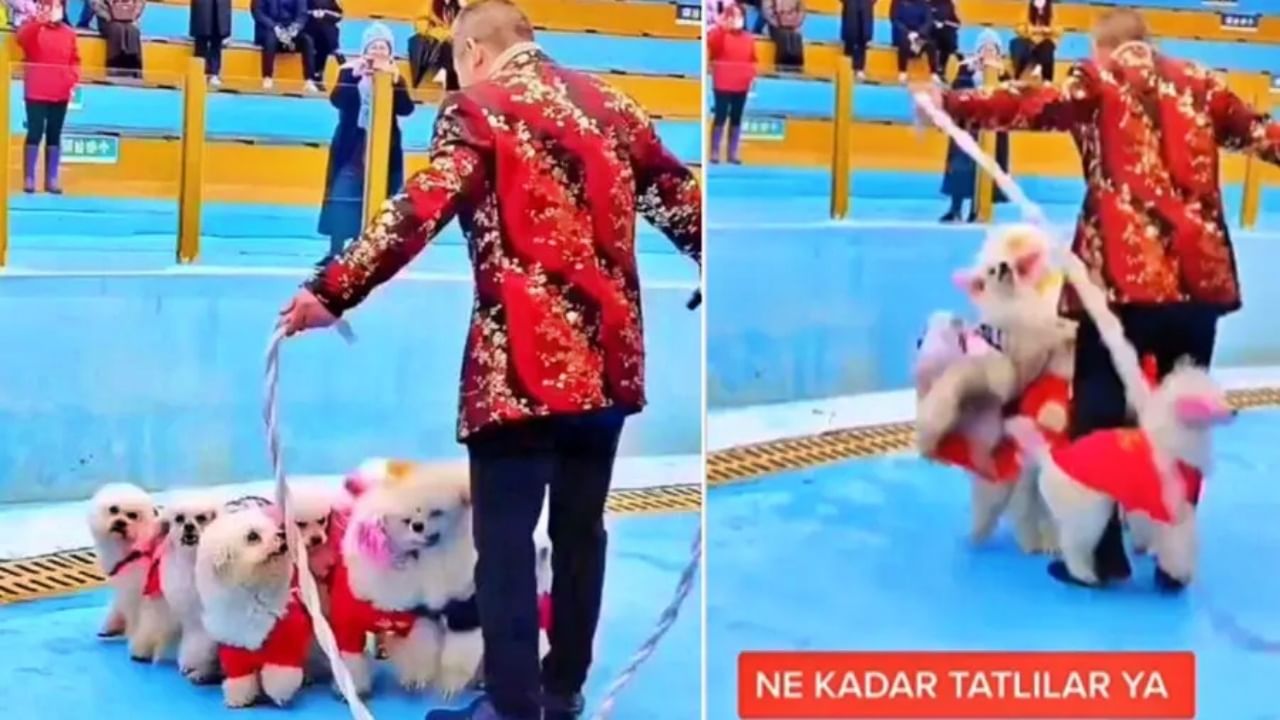 कुत्र्यांच्या पिल्लांचं जबरदस्त Skipping याआधी कधीही पाहिलं नसेल, Video viral